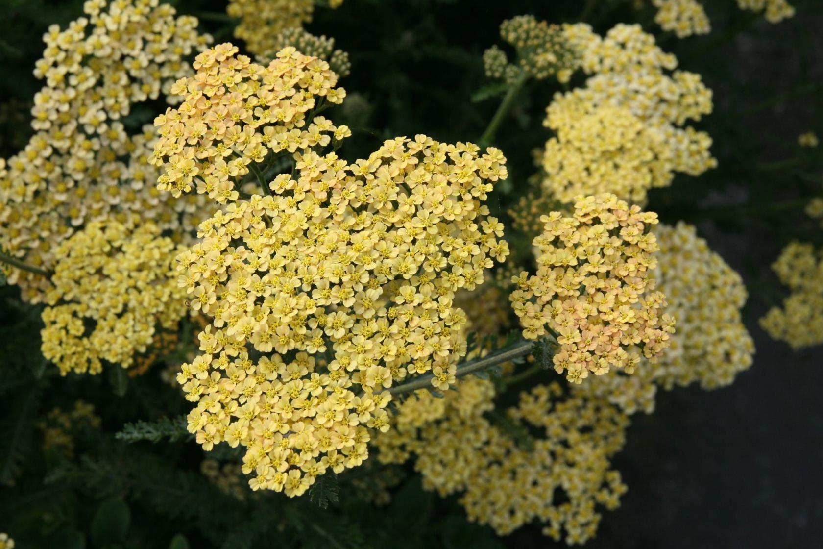 Achillea filipendulina 'Hannelore Pahl''