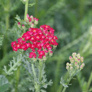 Achillea millefolium 'Paprika'