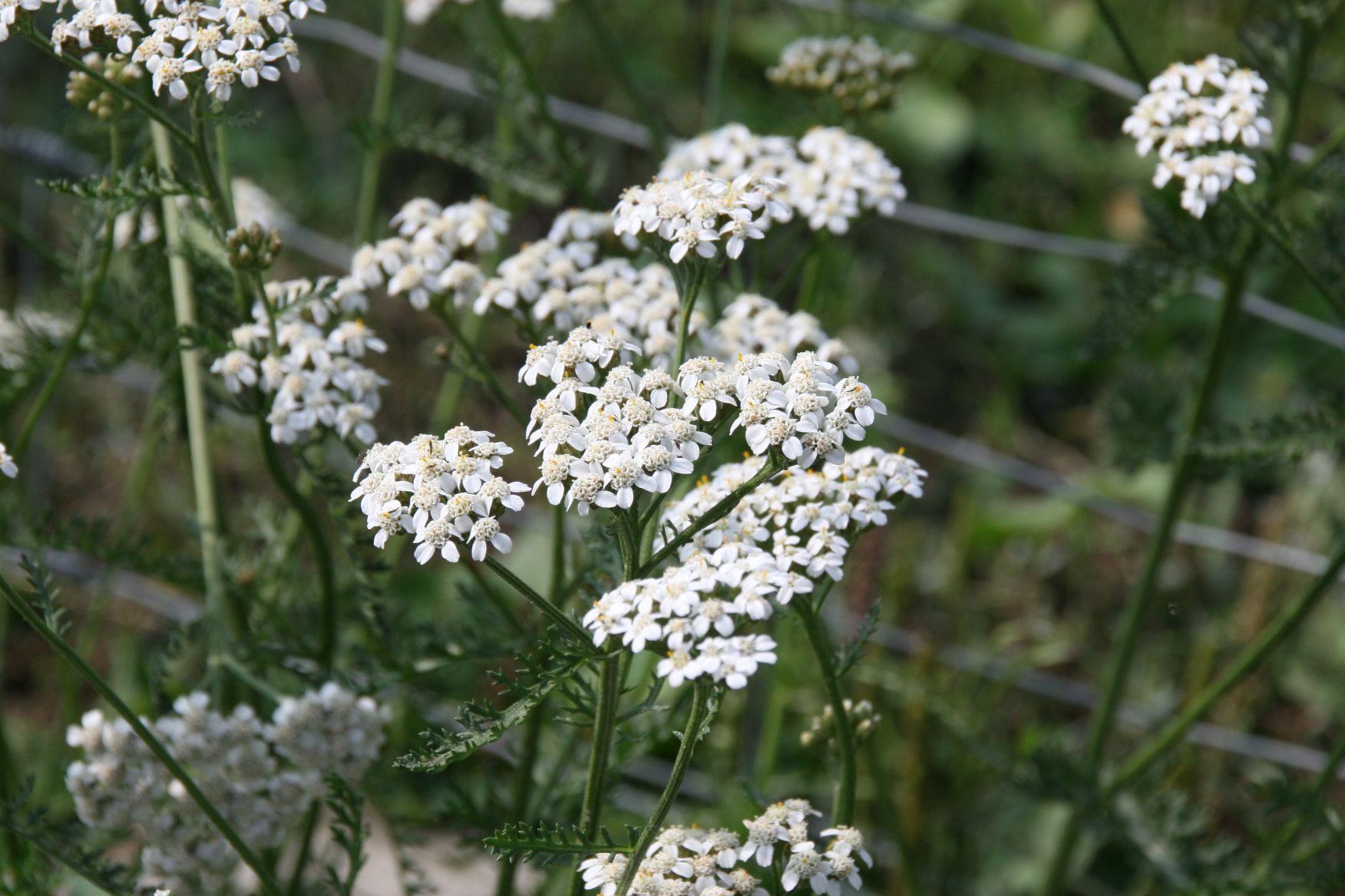 Achillea millefolium - Wildform