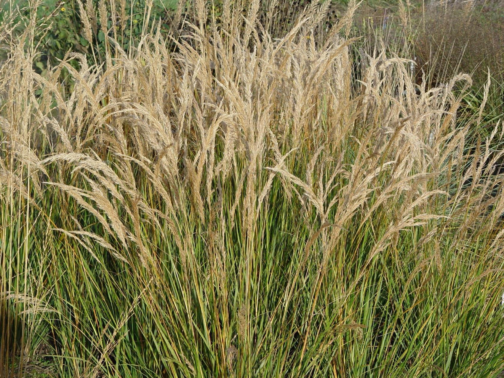 Achnatherum calamagrostis 'Algäu'
