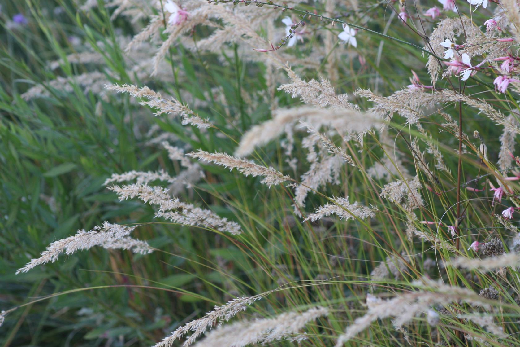 Achnatherum calamagrostis