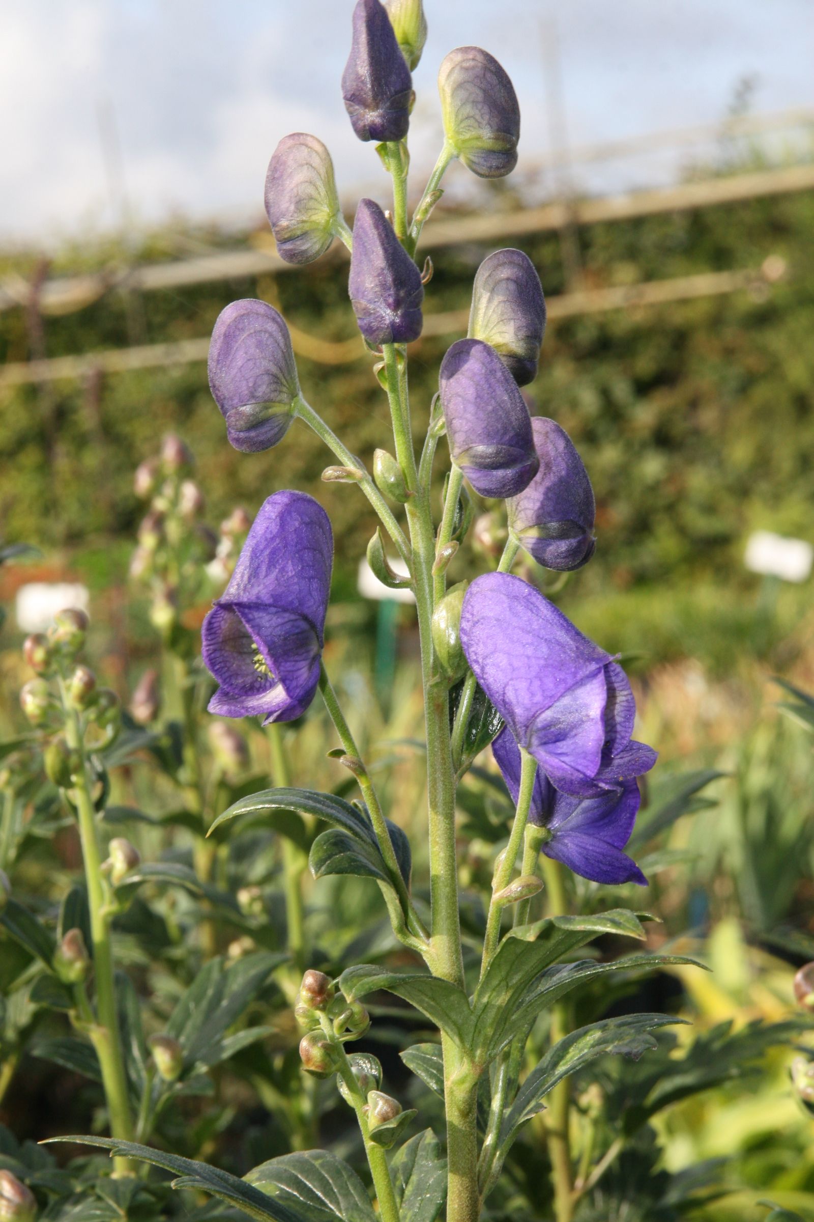 Aconitum carmichaelii 'Arendsii' veg.