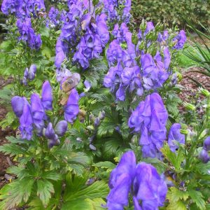 Aconitum carmichaelii  (- fischeri)