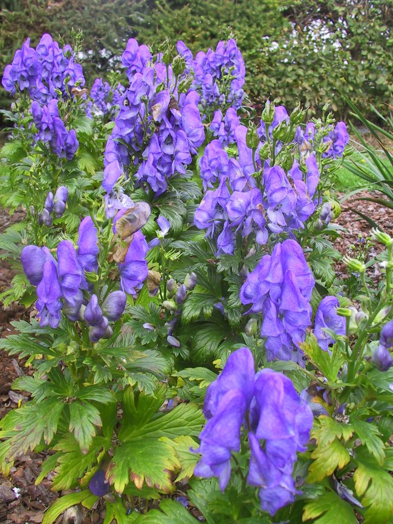 Aconitum carmichaelii (- fischeri)