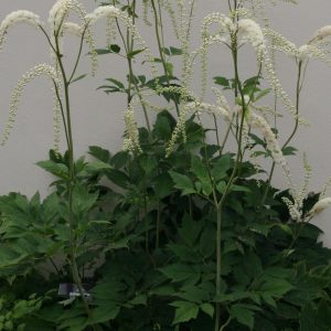 Actaea racemosa (Cimicifuga)