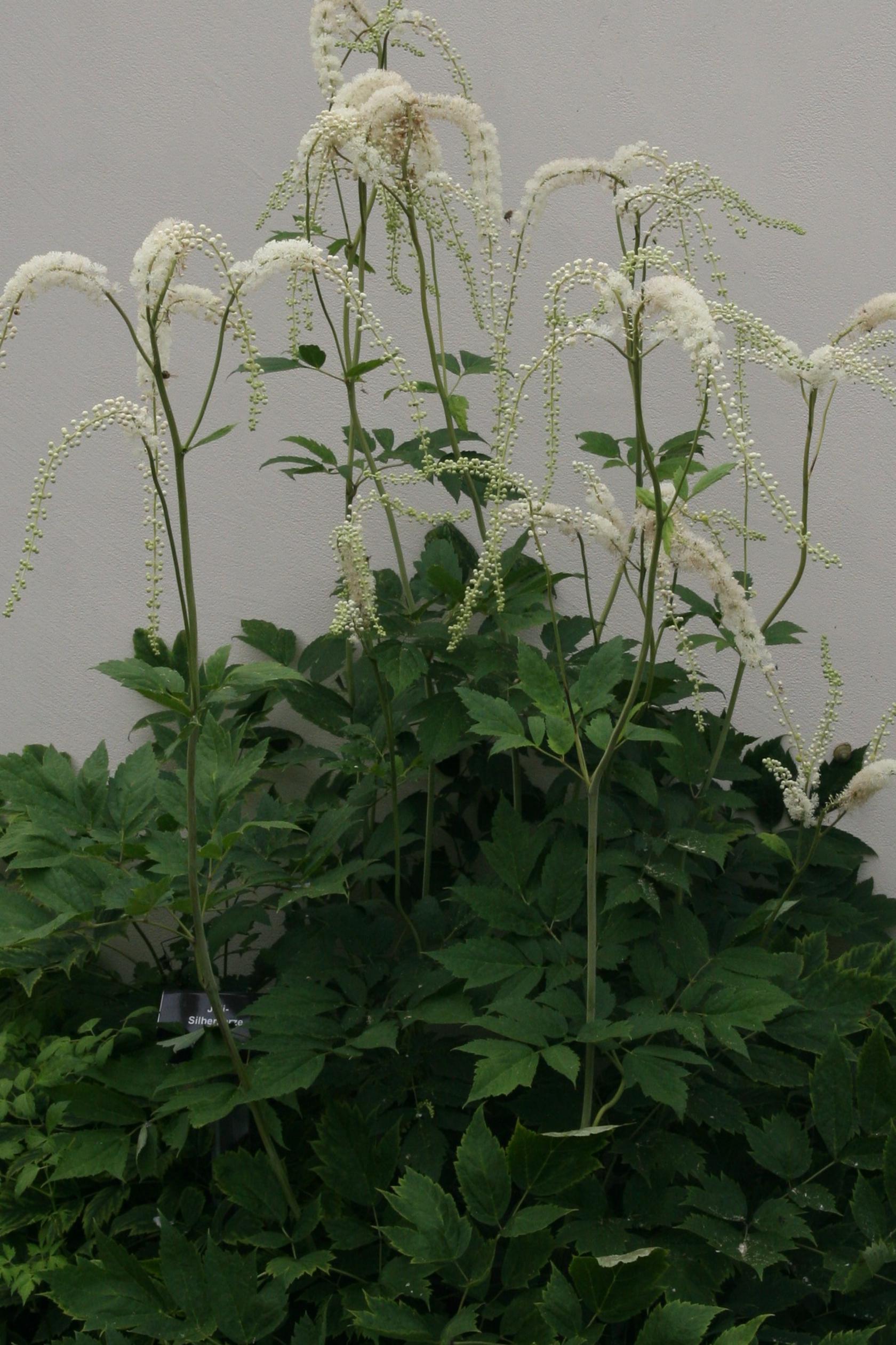 Actaea racemosa (Cimicifuga)