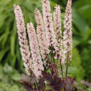 Actaea simplex 'Pink Spike' (Cimicifuga)