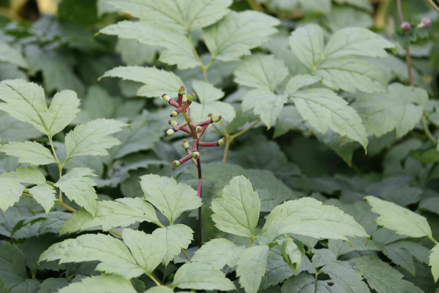 Actaea pachypoda 'Misty Blue'