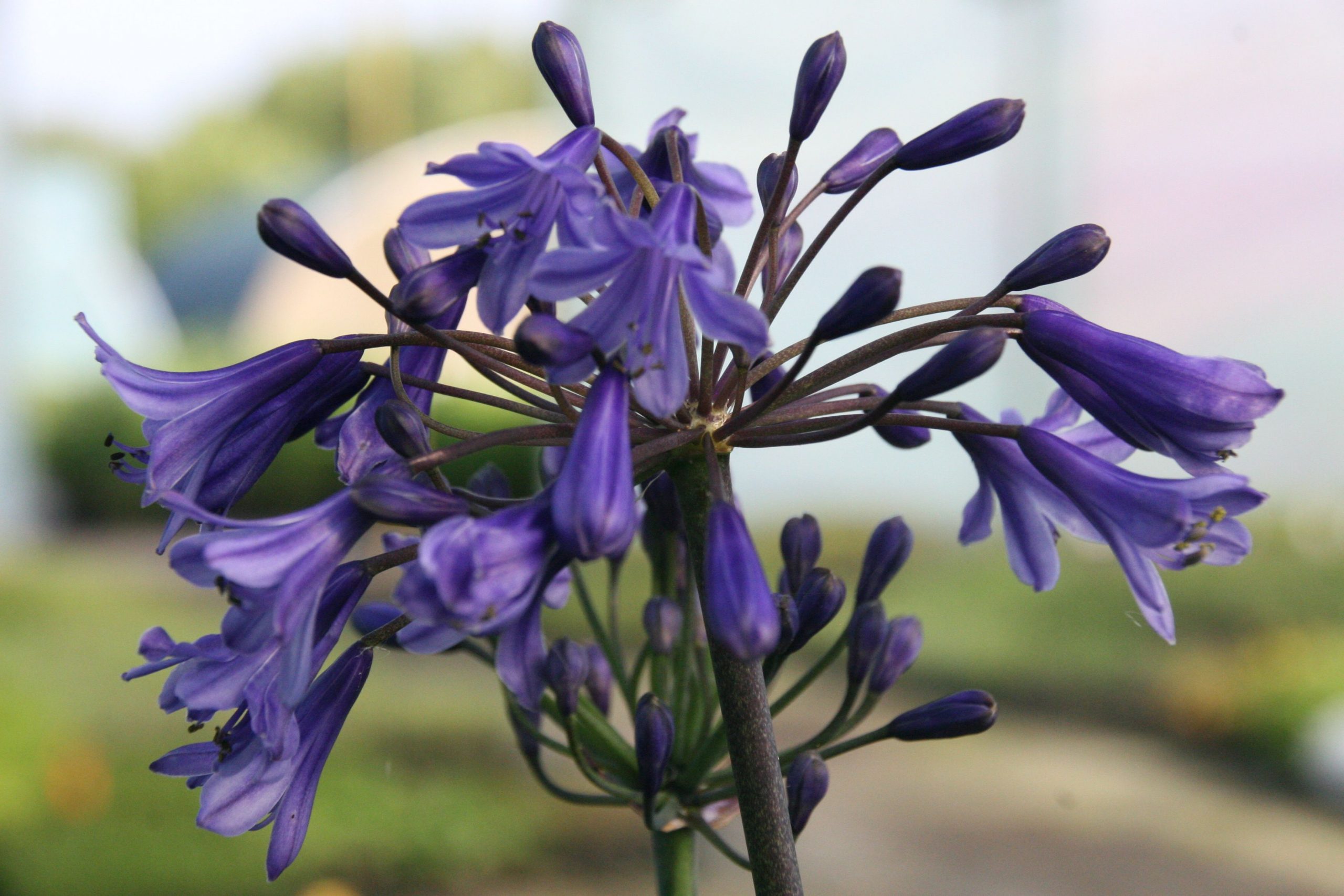 Agapanthus africanus 'Black Buddist'