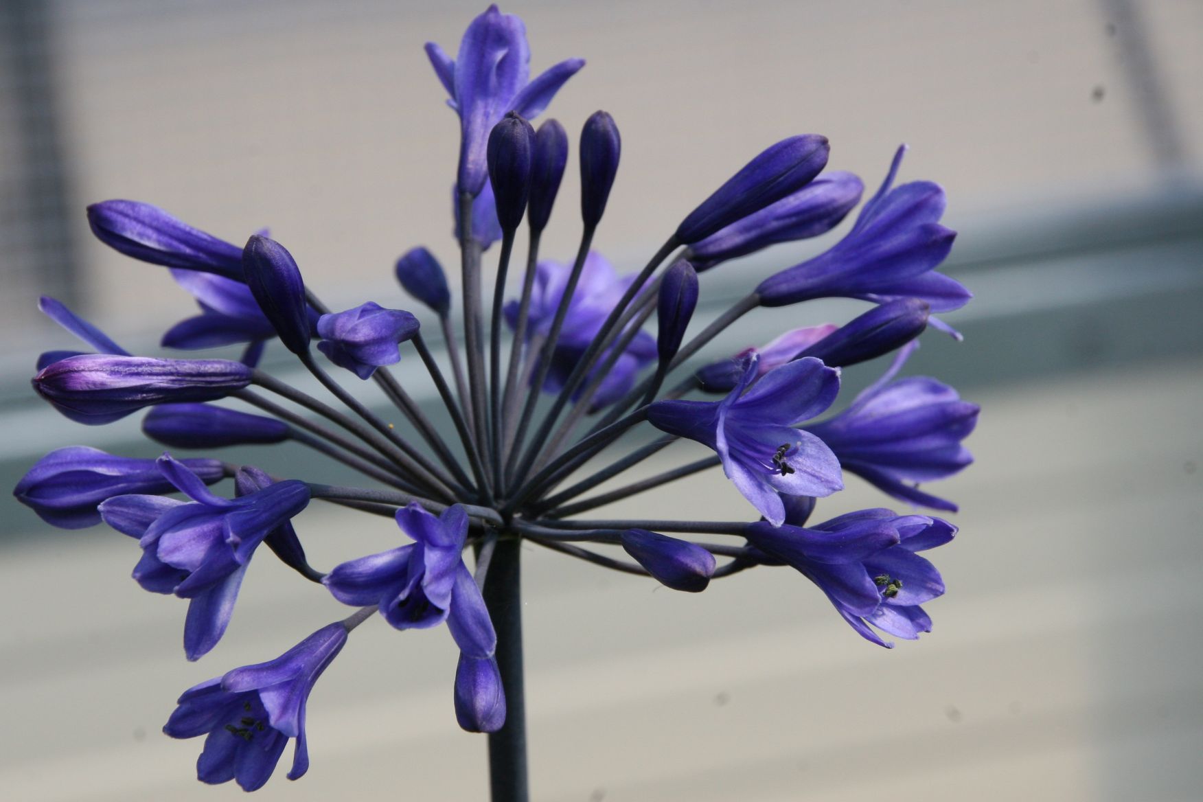 Agapanthus africanus 'Intermedia'