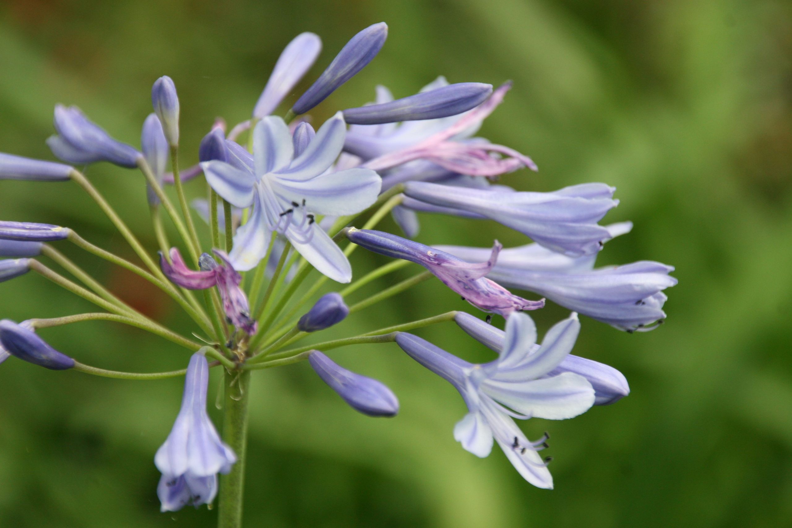 Agapanthus africanus 'Peter Pan'