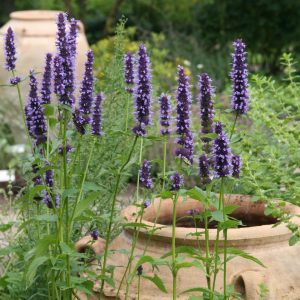 Agastache rugosa 'Black Adder'