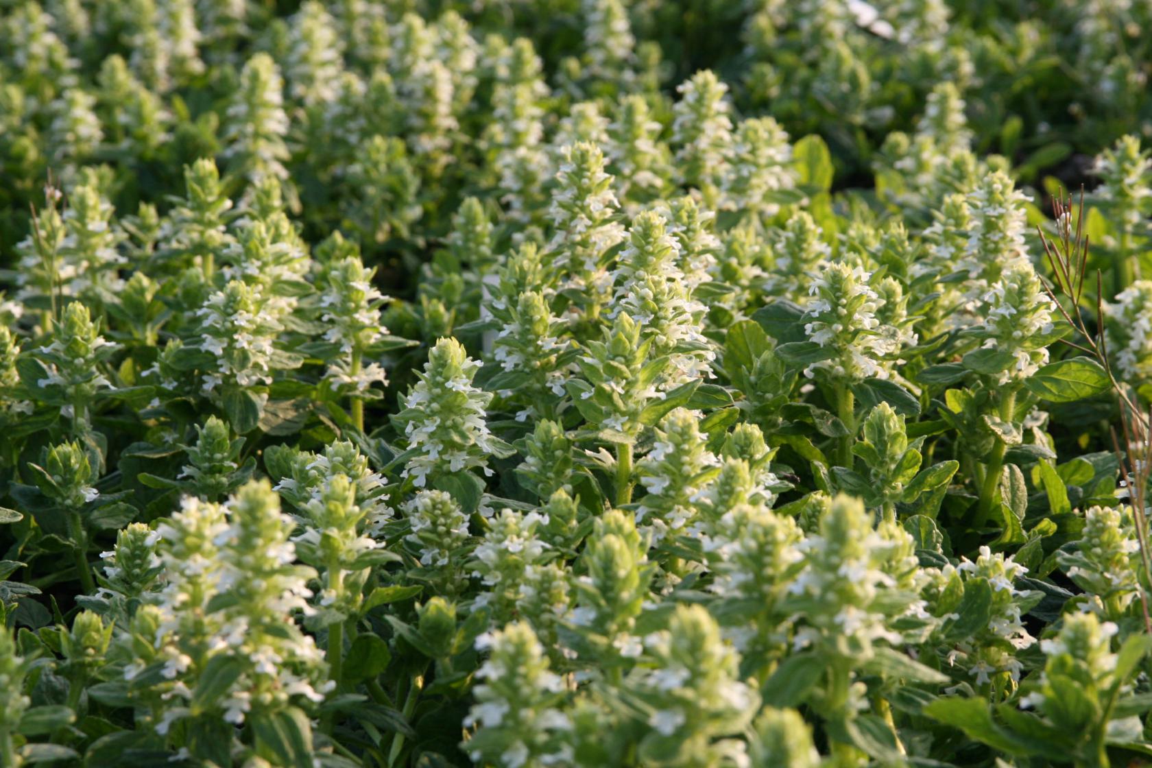 Ajuga Genevensis-Hybr.'Naumburg'