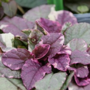 Ajuga reptans 'Burgundy Glow'