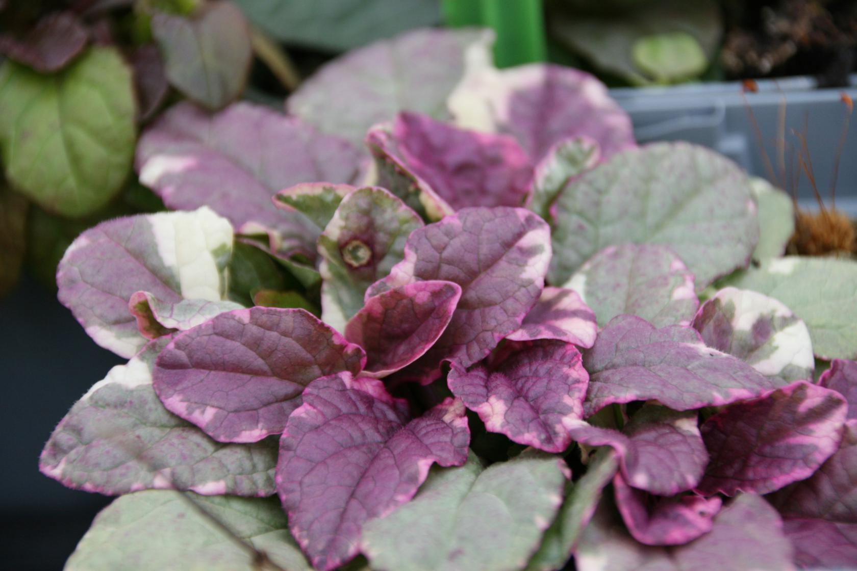 Ajuga reptans 'Burgundy Glow'