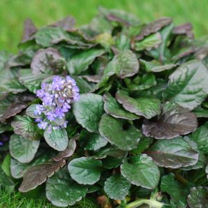 Ajuga reptans 'Black Scallop'  (S)