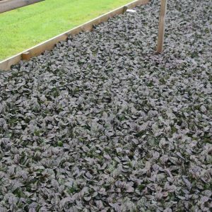 Ajuga reptans 'Braunherz'