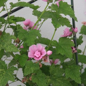 Alcalthaea x suffrutescens 'Parkrondell'