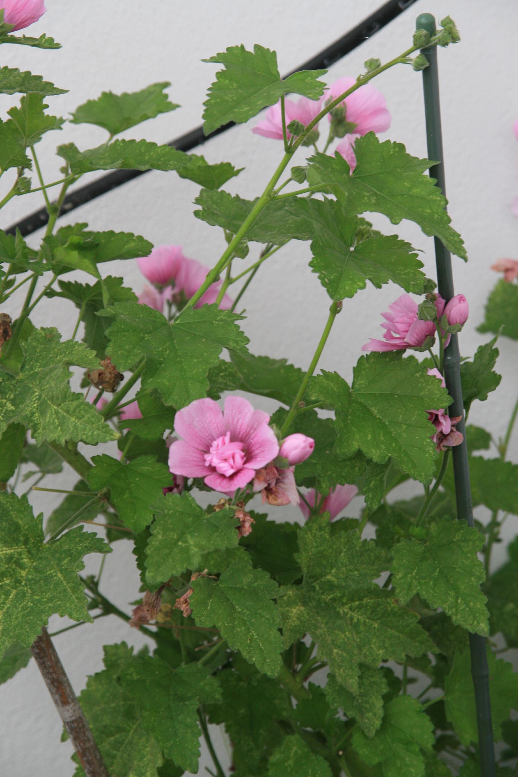 Alcalthaea x suffrutescens 'Parkrondell'