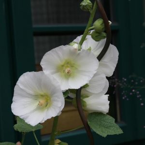 Alcea rosea Spotlight-Series 'Polarstar'