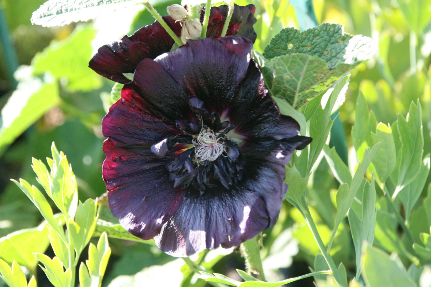 Alcea rosea Spotlight-Series 'Blacknight'