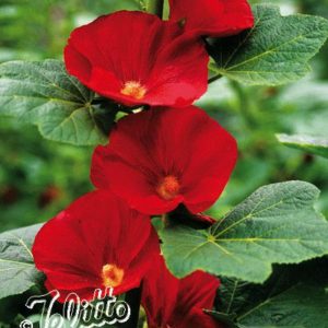 Alcea rosea Spotlight-Series 'Mars Magic'