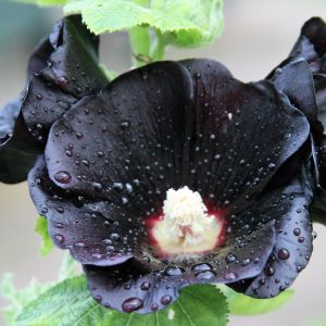 Alcea rosea var. Nigra