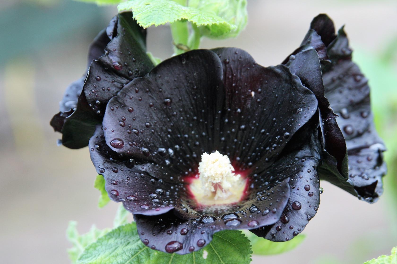 Alcea rosea var. Nigra
