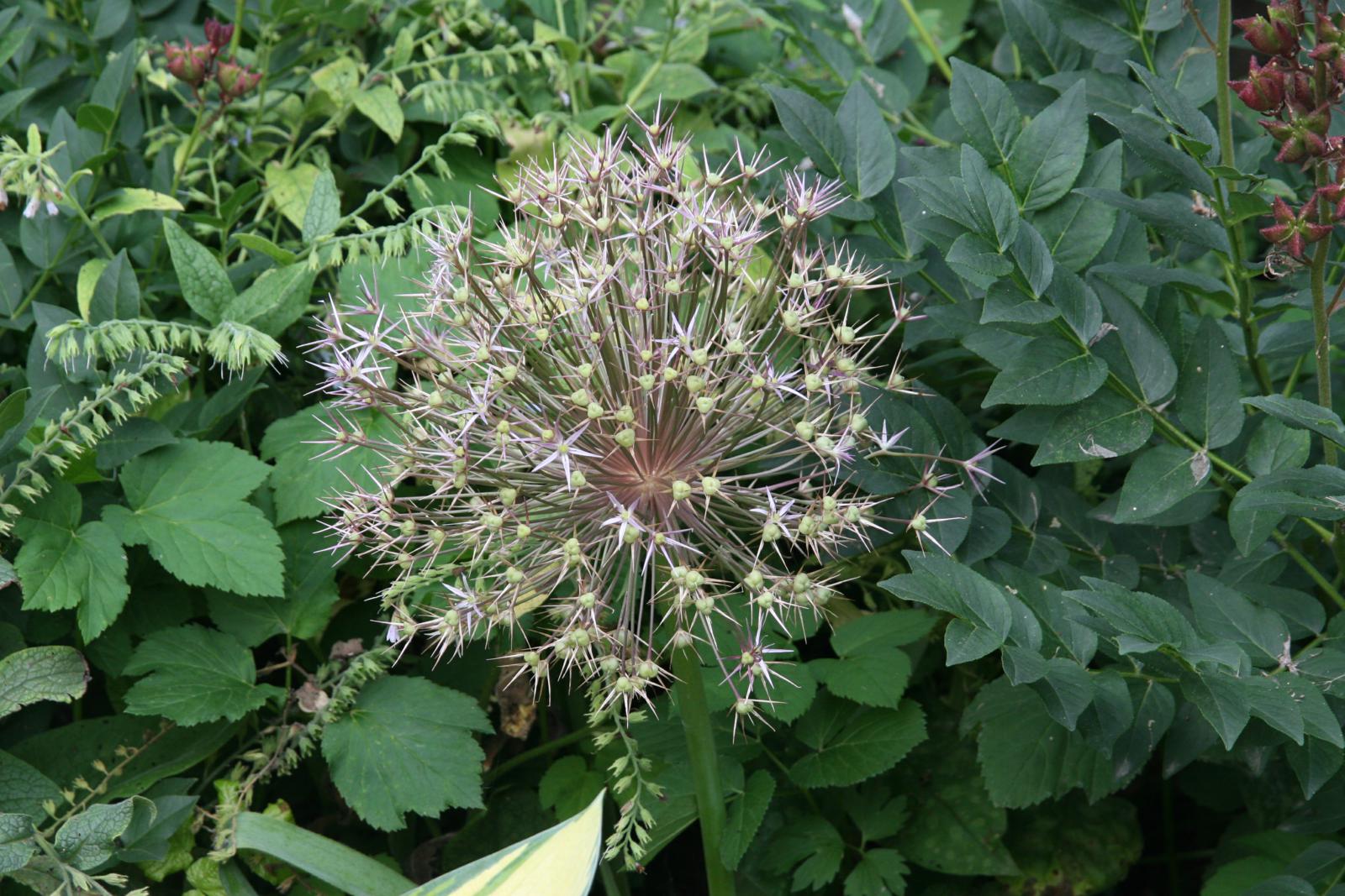 Allium christophii