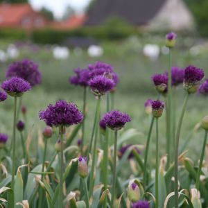 Allium aflatunense Purple Sensation