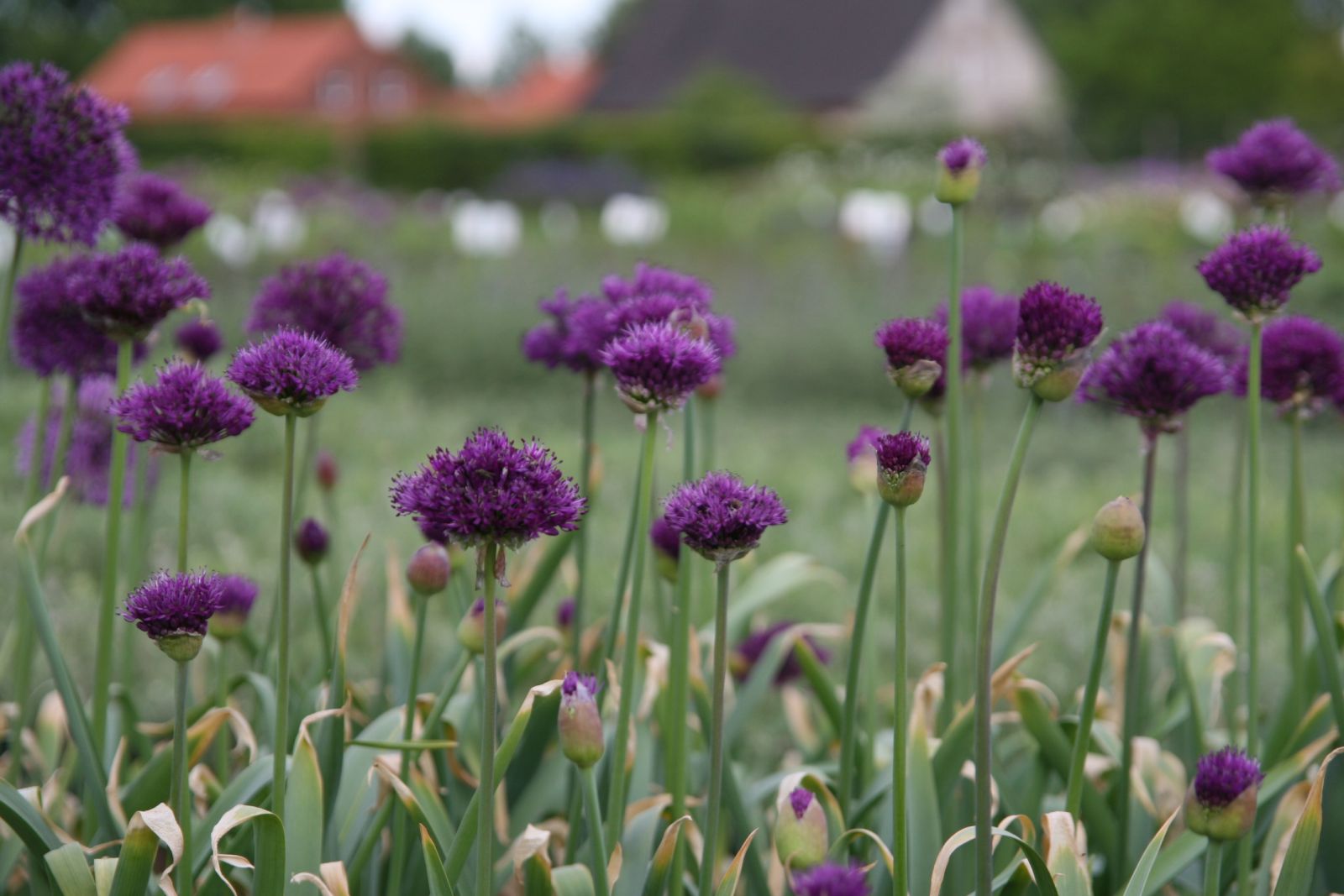 Allium aflatunense Purple Sensation