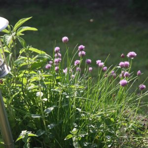 Allium schoenoprasum