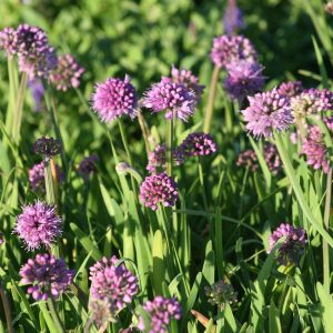 Allium senescens
