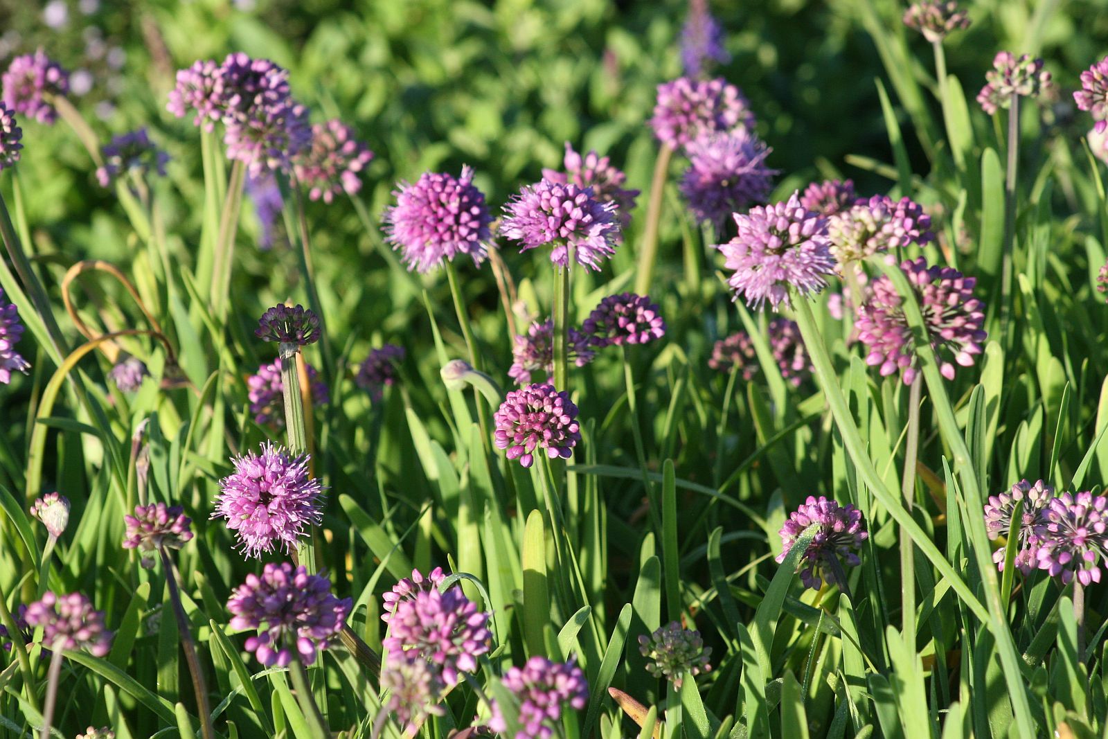Allium senescens