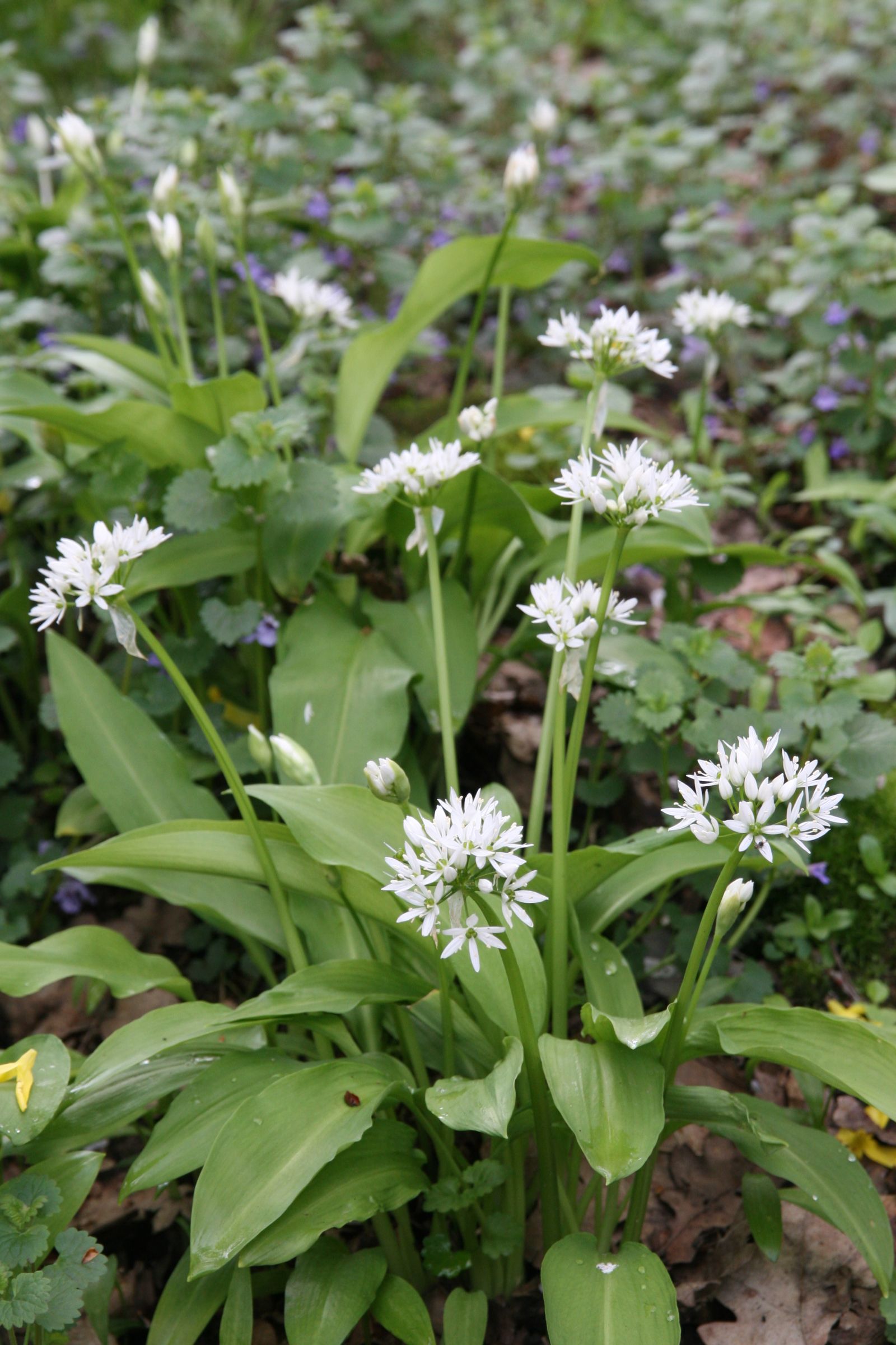 Allium ursinum