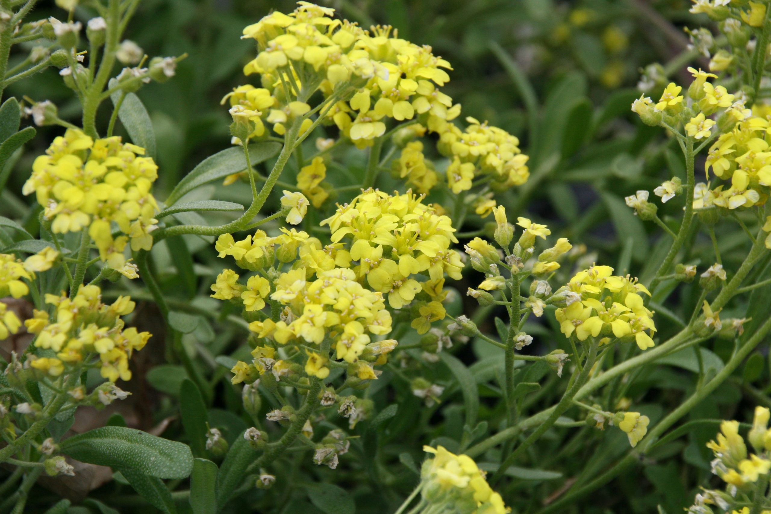 Alyssum montanum 'Berggold'