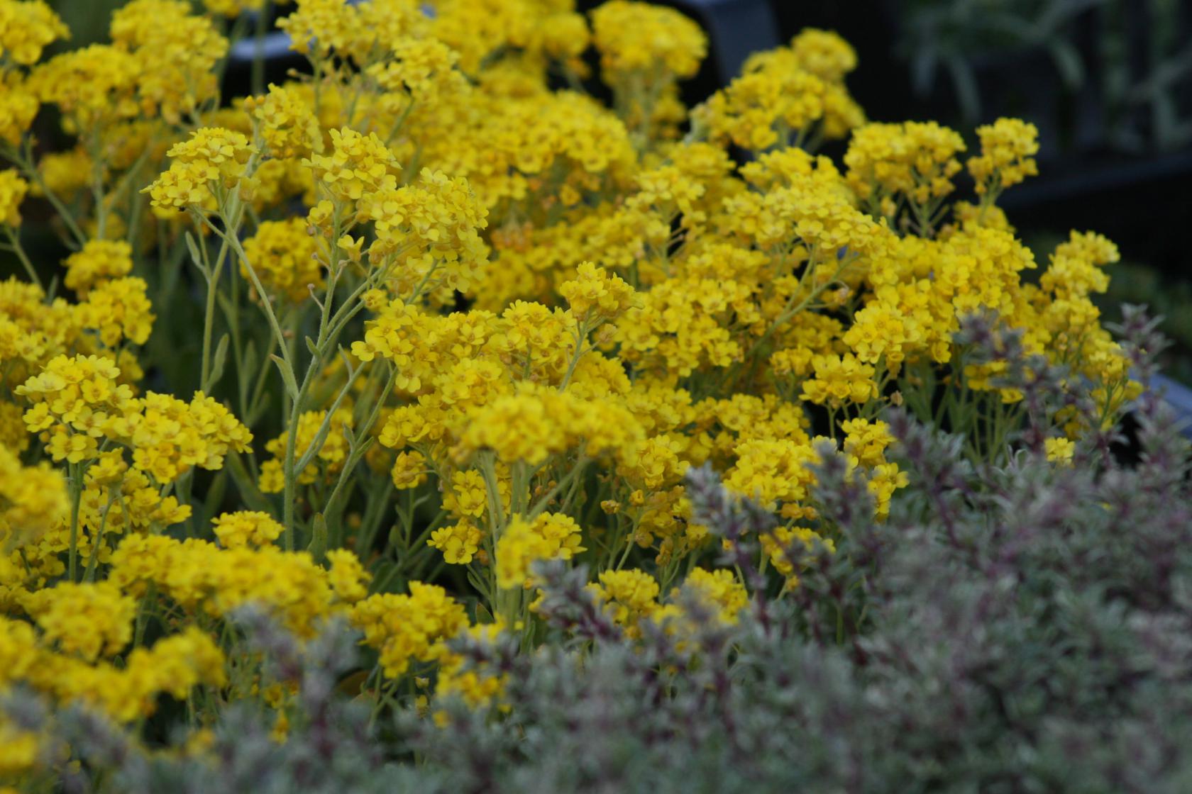 Aurinia saxatilis 'Compactum'