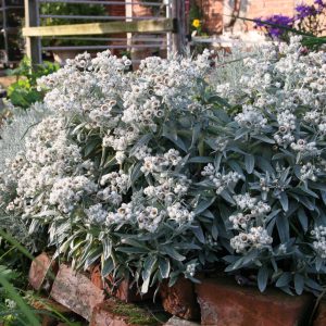 Anaphalis triplinervis 'Sommerschnee'