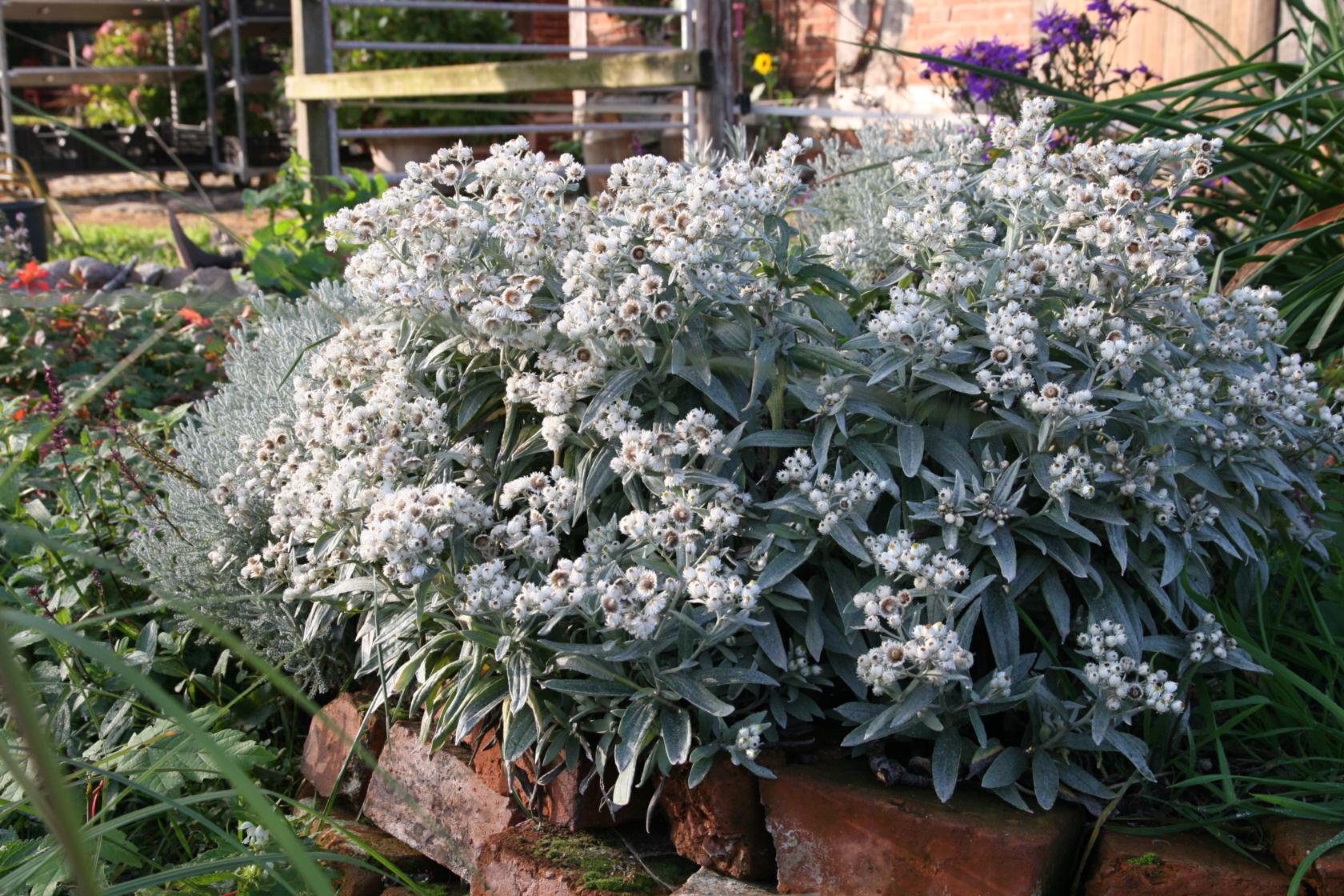 Anaphalis triplinervis 'Sommerschnee'