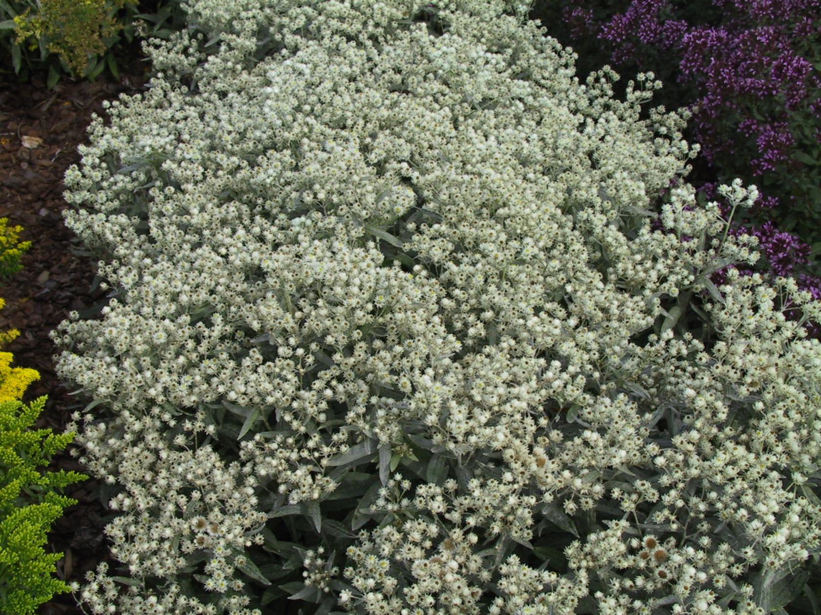 Anaphalis triplinervis 'Silberregen'