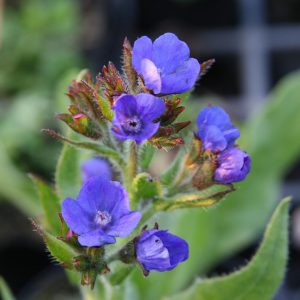Anchusa azurea 'Loddon Royalist'