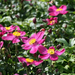 Anemone hupehensis 'Red Riding Hood'