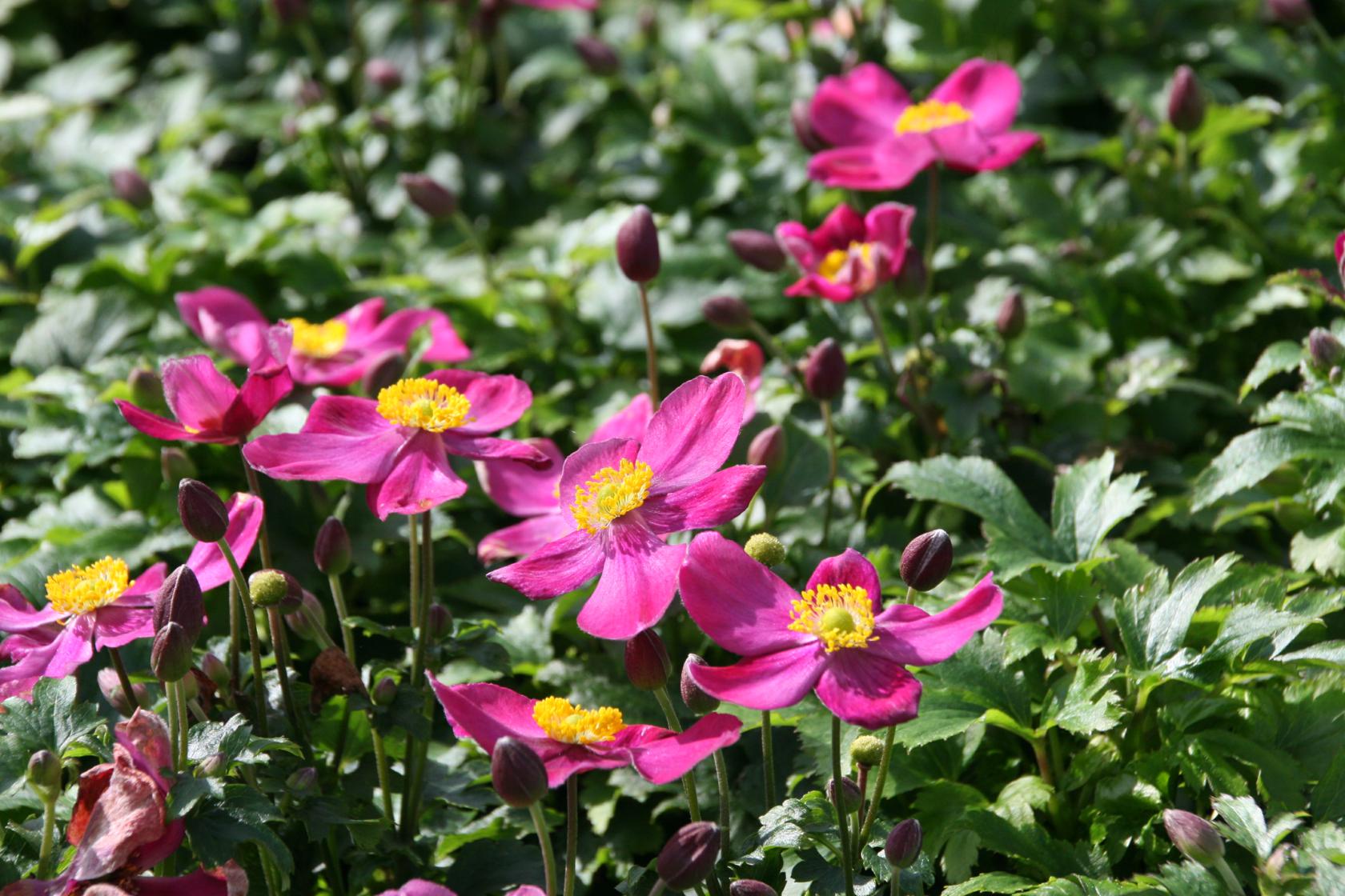 Anemone hupehensis 'Red Riding Hood'