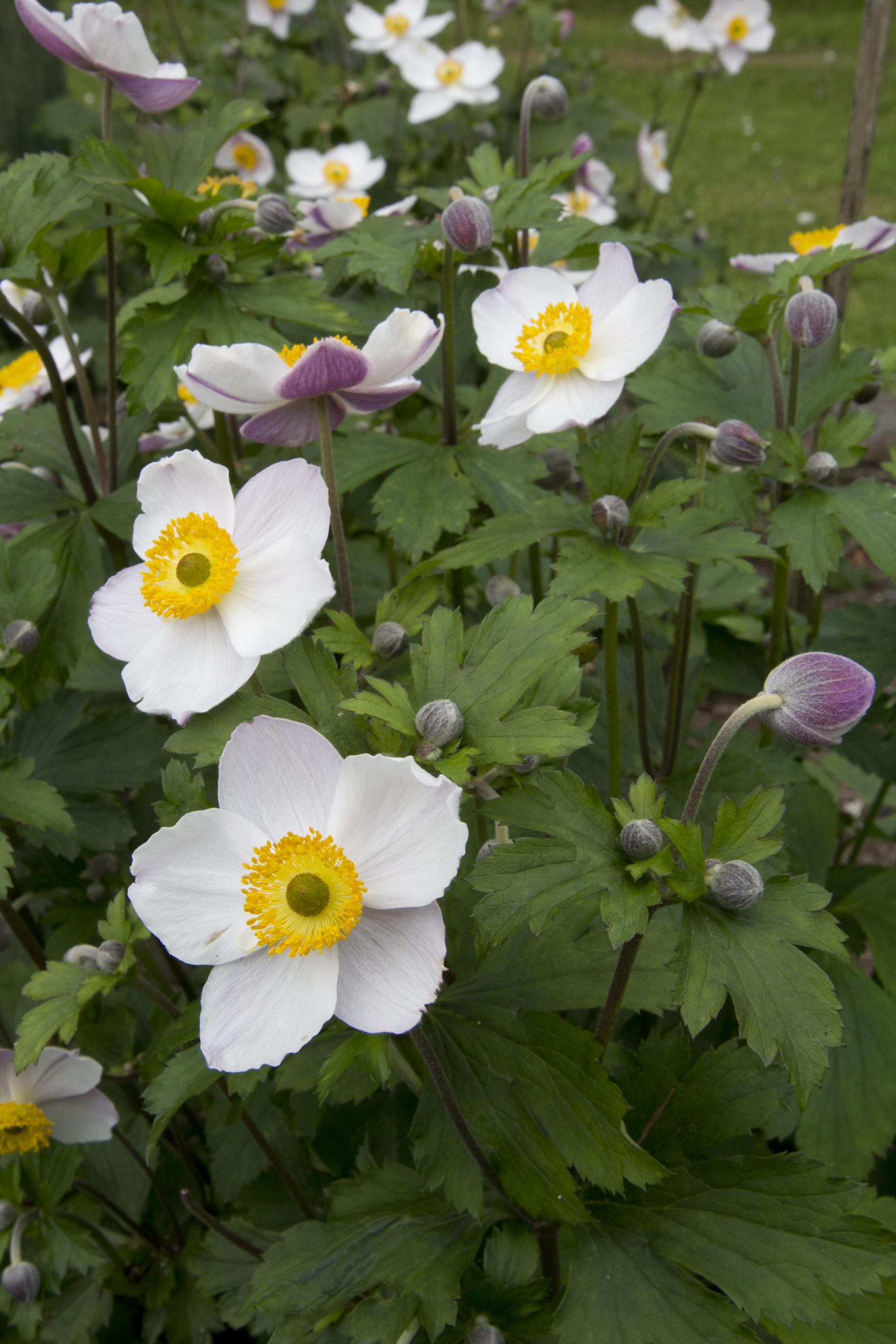 Anemone x cult. 'Elfin Swan' -R-