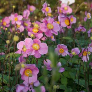 Anemone hupehensis 'Praecox'