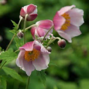 Anemone hupehensis 'Septembercharm'