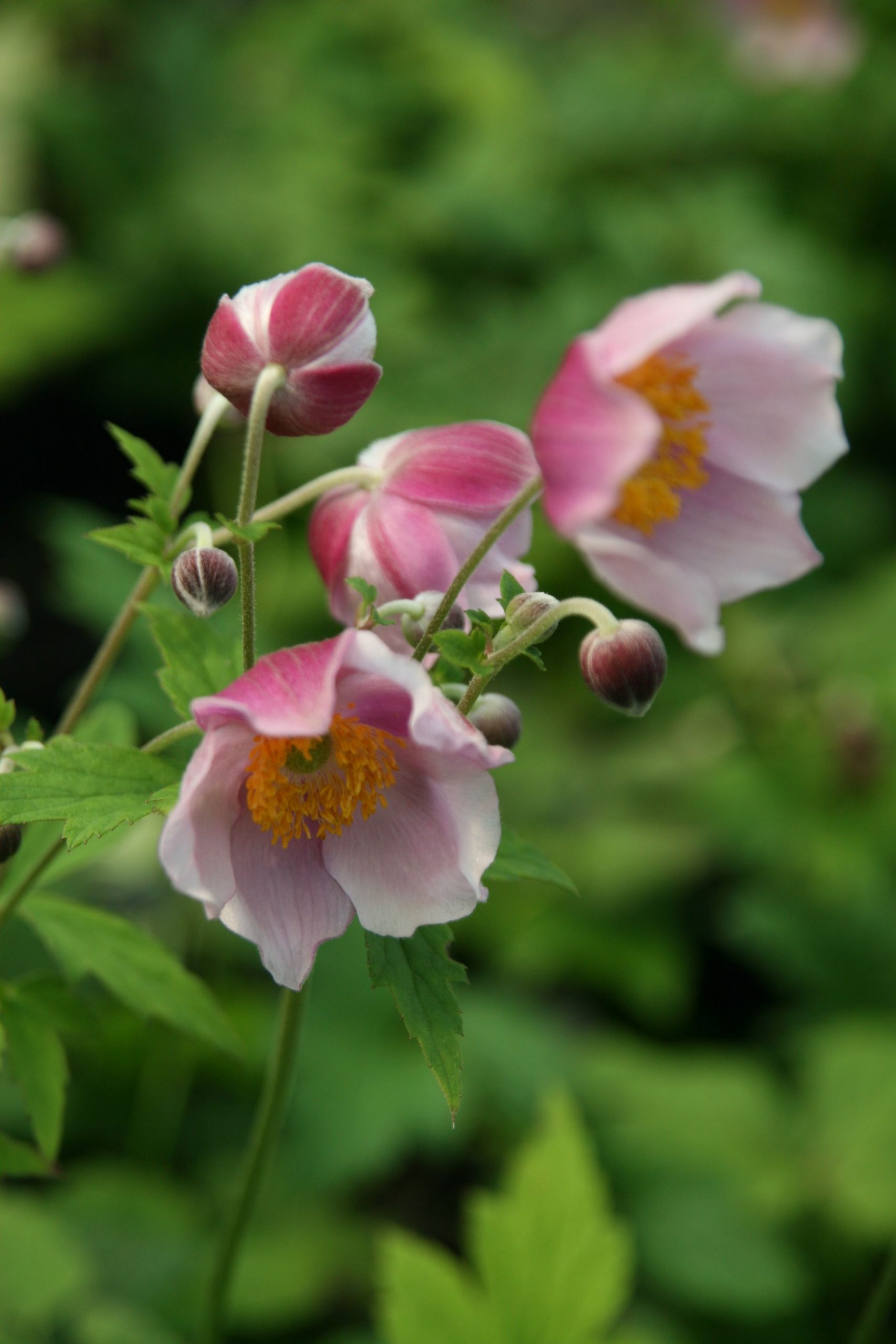 Anemone hupehensis 'Septembercharm'