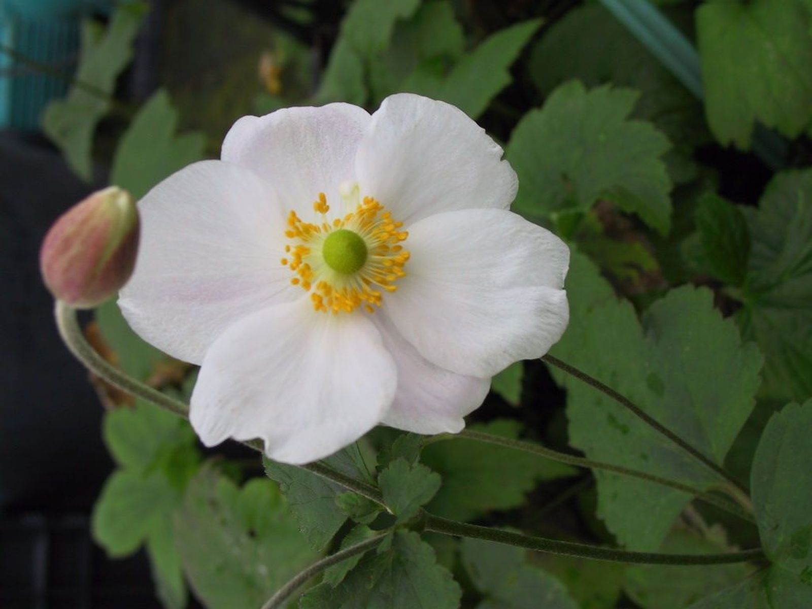 Anemone japonica 'Honorine Jobert'