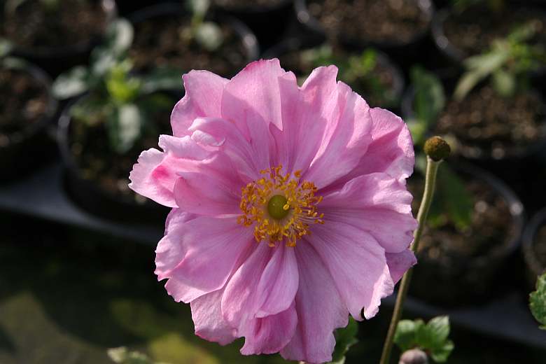 Anemone japonica 'Königin Charlotte'