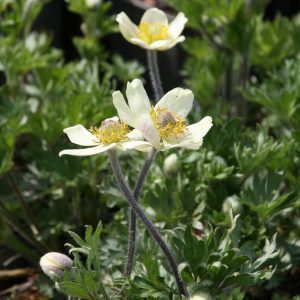 Anemone palmata